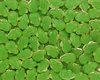 Haribo Quaxi Frösche Fruchtgummi & Schaumzucker 3 Kg Produktbild-Vorschau 1