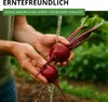 Rote Beete Rote Kugel 2 Samen - Beta vulgaris - Rübensamen Produktbild-Vorschau 7