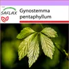 SAFLAX - rastlina nesmrteľnosti - Gynostemma pentaphyllum - Náhľad obrázku produktu 10