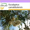 SAFLAX - Červená řeka - Eukalyptus - Eucalyptus Náhled obrázku produktu 10