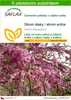 SAFLAX - Strom lásky / strom srdce - Cercis siliquastrum - Náhled obrázku produktu 1
