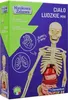 Model anatomiczny ludzkiego ciała mini zestaw edukacyjny Anteprima dell’immagine prodotto 10