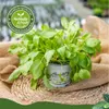 Enseleits 2x Sauerampfer, Marktfrische Pflanze aus Produktbild-Vorschau 2