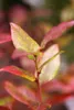 Kulturheidelbeere Bluecrop 80-100 cm, im Topf - Vaccinium Produktbild-Vorschau 1
