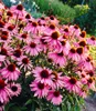 A close-up view of a cluster of pink coneflowers in a garden setting. Produktbild-Vorschau