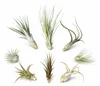Tillandsien 8er Mix – 8 verschiedene Luftpflanzen (5–22 cm) Produktbild-Vorschau 1