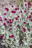 Lychnis coronaria, Lichtnelke, silbrig-grau, ca. 9x9 cm Produktbild-Vorschau 1