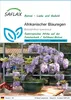 SAFLAX - Afrikanischer Blauregen - Bolusanthus speciosus - Produktbild-Vorschau 1