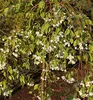 Zierapfelbaum ´FONTANA´ auf Stamm 80 cm, Cont. 5 l Produktbild-Vorschau 3