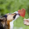 Forma na zmrzlinu SmoothieDog Náhled obrázku produktu 5