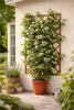Hviezdicový jazmín Trachelospermum jasminoides 50-70 cm - Náhľad obrázku produktu 4