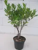 Arbutus unedo - Erdbeerbaum - 30-40 Produktbild-Vorschau 3