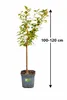 Sauerkirsche ‘Morello’ 100–120 cm | Prunus cerasus Produktbild-Vorschau 5