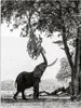 MuchoWow® Poster Elefant - Baum - Tiere - Schwarz und weiß Produktbild-Vorschau 1
