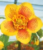 BALDUR Garten 2er Gefüllte Christrosen 'Festival-Mix', Produktbild-Vorschau 4