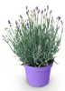 GreenboutiQ - Gartenpflanze - Lavandula angustifolia Produktbild-Vorschau 2