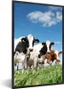 MuchoWow® Gerahmtes Poster Kühe - Landleben - Weide - Natur Produktbild-Vorschau 1