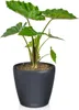 Pflanztopf Lechuza Classico Color LS Kunststoff Ø 43 cm H Produktbild-Vorschau 5