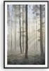 Gerahmtes Poster - Schwarzer Rahmen - Wald Baum Natur - Produktbild-Vorschau 1
