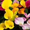 Calla Nawóz Płynny 1 L – 3-4-3 NPK – Do Kvitnúce Rośliny – Podgląd zdjęcia produktu 5