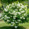 Kalina Koralowa Roseum 2L Podgląd zdjęcia produktu 1