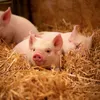 Wandkalender 2027 Schweinchen / Piggies 30x30 cm mit Extra Produktbild-Vorschau 6
