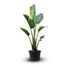 Strelitzia augusta - alba - oiseau de paradis blanc- plante Voir les images du produit 1