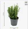 Zynesflora 4 Stück Italienische Kräuter Pflanzen im Ø 14 cm Produktbild-Vorschau 6