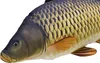 A close-up, studio shot of a plush carp fish toy against a white background. Anteprima dell’immagine prodotto