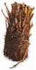 Dicksonia antarctica, paproć drzewiasta, 30 cm – Podgląd zdjęcia produktu 4
