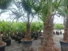Trachycarpus fortunei dicker Stamme, 170 - 200 cm hohe Produktbild-Vorschau 4