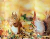 Bistrogardine 45 x 120 Druck Eichhörnchen Herbst Produktbild-Vorschau 1