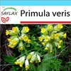 SAFLAX Darčeková sada - pasienka - Primula veris - 100 Náhľad obrázku produktu 5