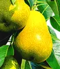 A close-up view of several pears on a tree, with green leaves surrounding them. Produktbild-Vorschau