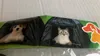 Pet Comfort Tragbares Mini-Tierzelt 36x36cm Produktbild-Vorschau 2