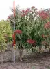 Heptacodium miconioides - Sieben Söhne Des Himmels Strauch Produktbild-Vorschau 2