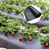 A field of strawberry plants mulched with black plastic sheeting, with a rolled-up section of the sheeting shown in a circle in the upper right. Produktbild-Vorschau