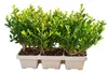 Ilex crenata Jenny 6er-Set 20–25 cm – Japanische Produktbild-Vorschau 4