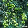 Olivenbaum Flüssigdünger 1L – 2-1-8 NPK – Produktbild-Vorschau 9