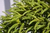 Cryptomeria japonica Little Diamond - japanische Produktbild-Vorschau 2