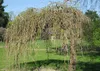SAFLAX - Weißer Maulbeerbaum - 200 Samen - Morus alba Produktbild-Vorschau 4