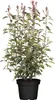 Photinia fraseri 'Little Red Robin', Glanzmispel, rot, Produktbild-Vorschau 1