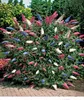 BALDUR Garten Sommerflieder 'Papillion Tricolor', 1 Produktbild-Vorschau 1