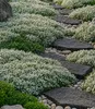 BALDUR Garten 30x Winterharter Weißer Polsterthymian, im Produktbild-Vorschau 1