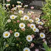 6x Erigeron karvinskianus P9H20 Produktbild-Vorschau 3
