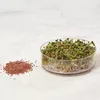 Keimsprossen Rettich Produktbild-Vorschau 3