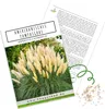 Amerikanisches Pampasgras (Cortaderia selloana) - Produktbild-Vorschau 1