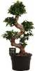 Figowiec chiński – Ficus Microcarpa Ginseng – bonsai Podgląd zdjęcia produktu 1