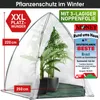 BRAST Überwinterungszelt Foliengewächshaus Mini Gewächshaus Produktbild-Vorschau 9
