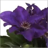 2 x  Waldrebe  - Clematis 'The President'  | 50-60 cm in Produktbild-Vorschau 2